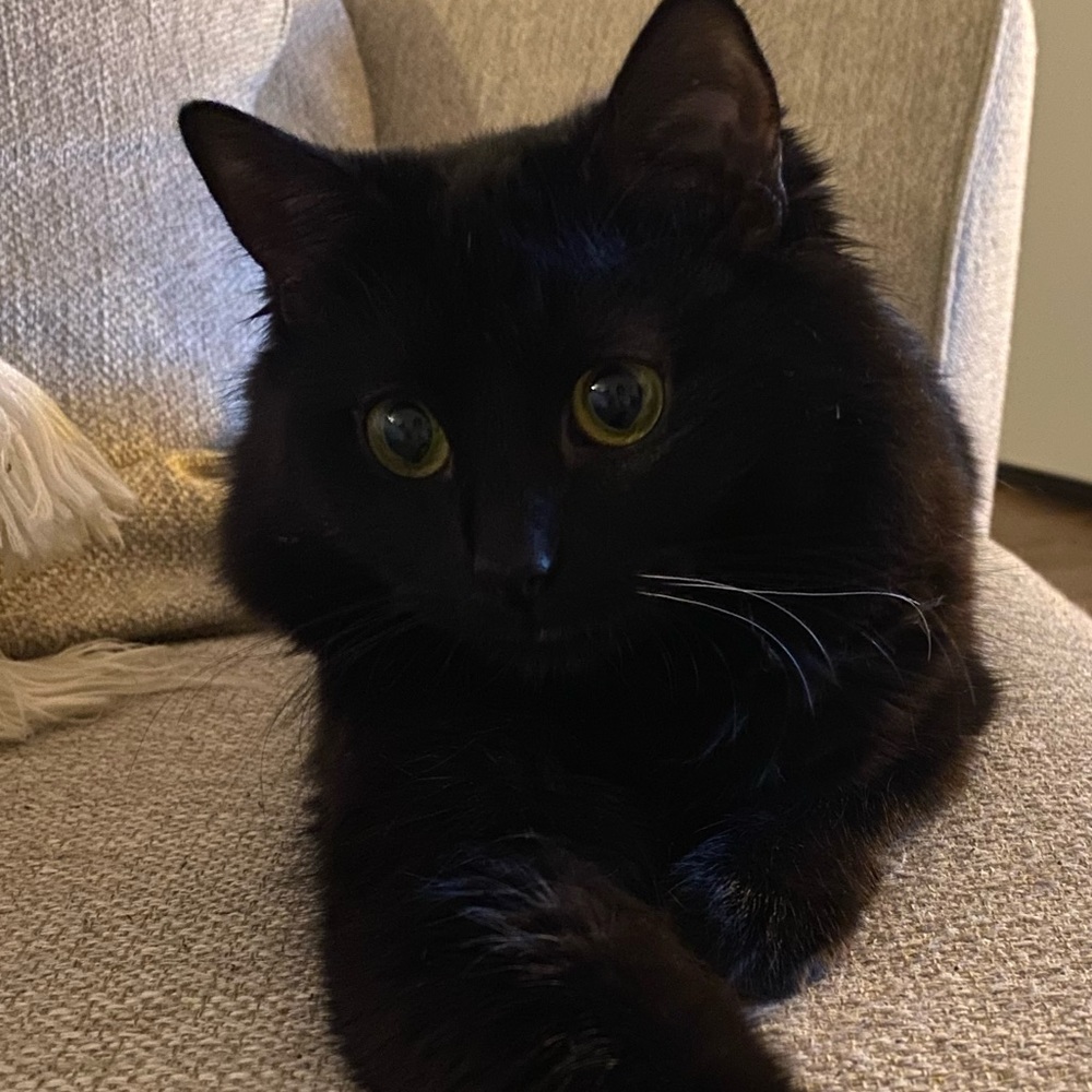 Fluffy - Picture 10 of 16